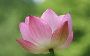 荷花写真 第二辑_14