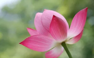 荷花写真 第二辑_15