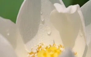 荷花写真 第二辑_18