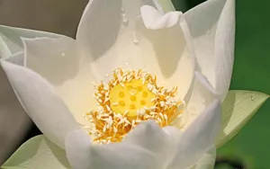 荷花写真 第二辑_19