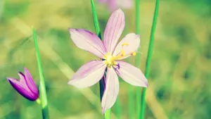 百花合集_5