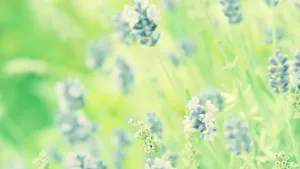 百花合集_7
