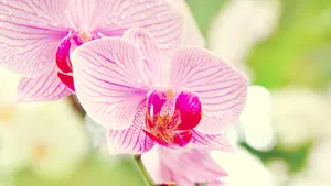 百花合集_9