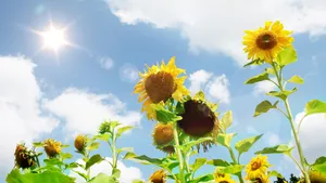百花合集_10