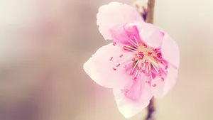 百花合集_11