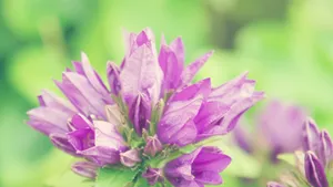百花合集_17