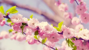 百花合集_18