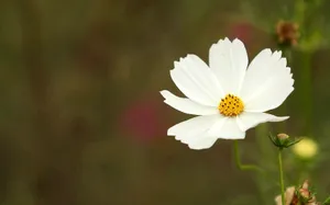 大波斯菊 第二辑_2