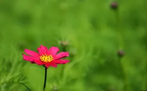 大波斯菊 第二辑_3