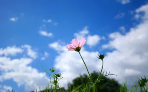 大波斯菊 第二辑_5