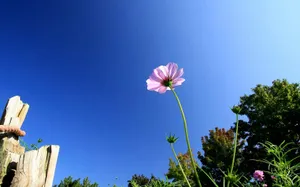 大波斯菊 第二辑_7