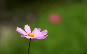 大波斯菊 第二辑_9