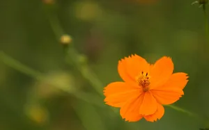 大波斯菊 第二辑_10