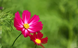大波斯菊 第二辑_11