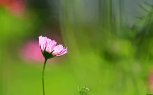 大波斯菊 第二辑_12