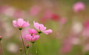大波斯菊 第二辑_13