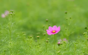大波斯菊 第一辑_3