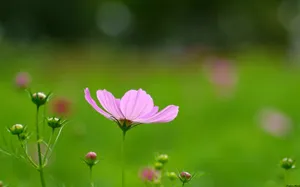 大波斯菊 第一辑_4