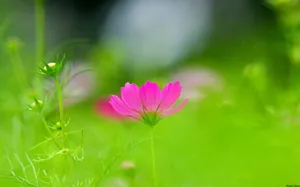 大波斯菊 第一辑_6