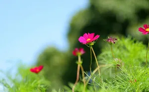 大波斯菊 第一辑_7