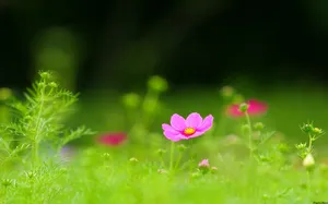 大波斯菊 第一辑_8