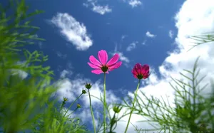 大波斯菊 第一辑_9