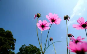 大波斯菊 第一辑_10