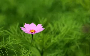 大波斯菊 第一辑_16