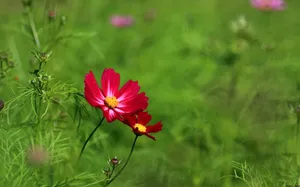 大波斯菊 第一辑_17