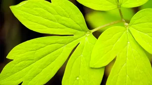 超大叶脉花草 第三辑_3