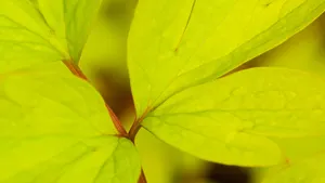 超大叶脉花草 第三辑_6