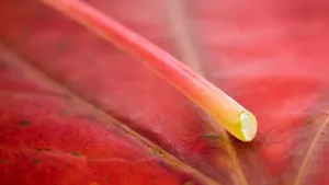 超大叶脉花草 第三辑_7
