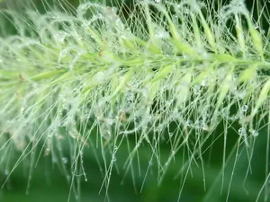绿色植物 第一辑