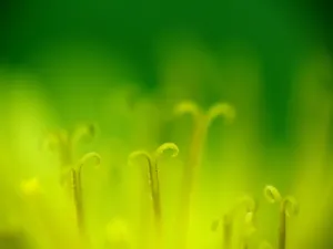 绿色植物 第一辑