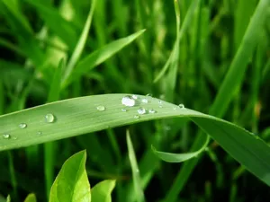绿色植物 第一辑_3