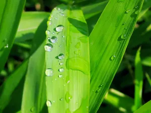 绿色植物 第一辑_4