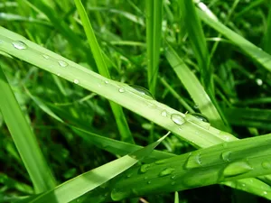 绿色植物 第一辑_5