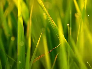 绿色植物 第一辑_6