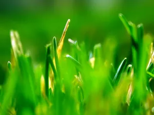 绿色植物 第一辑_7
