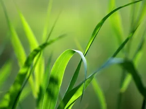 绿色植物 第一辑_8