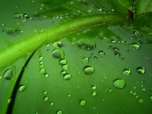 绿色植物 第一辑_9