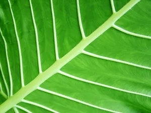 绿色植物 第一辑_11