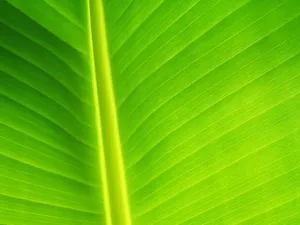 绿色植物 第一辑_12