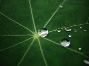 绿色植物 第一辑_13