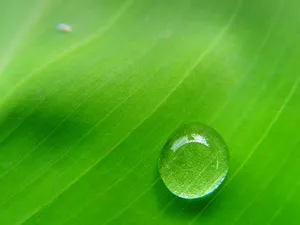 绿色植物 第一辑_14