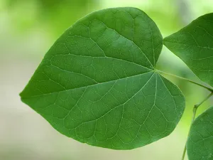 绿色植物 第一辑_15