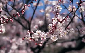 梅花盛开_2