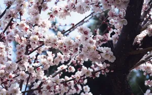 梅花盛开_3
