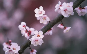 梅花盛开_4