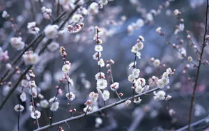 梅花盛开_5